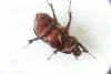 Oryctes nasicornis